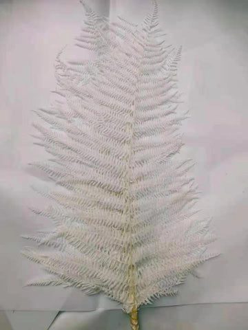 Preserved Bundle of Fern Bleached white