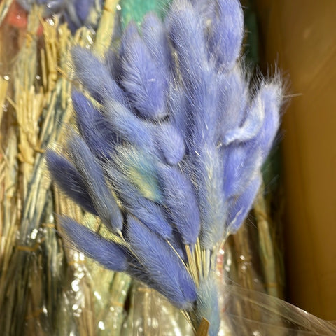 Dried Blue Lagurus Bunny Tail grass (bundle of 50)