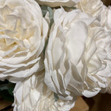cream puffy Roses
