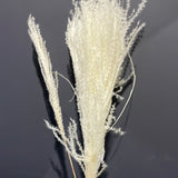 Preserved bunch 24” (8-10/bundle)horsetail