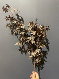 Clove Chocolate Brown