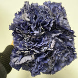 Carnation Navy Blue Bunch