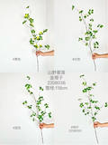Camellia rose Cherokee rose laevigata greenery leaf