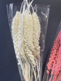 Preserved Wheat White