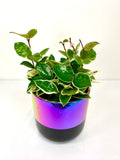 Ceramic pot Vase Chrome Planter for Succulents Plant Garden Supply