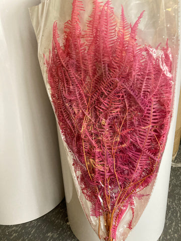 Preserved Bundle of Fern Pink