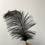 Black OSTRICH FEATHER PLUMES ALL LENGTHS ALL COLORS(16"-18")