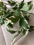 Variegated Pitt pittosporum long stem green leaf greenery