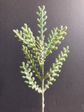 Green deer Antler pick leaf