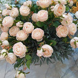 Single stem blush GEM rose spray