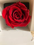 Preserved Red Rose in Tall Single black cardboard box  (box of 1)