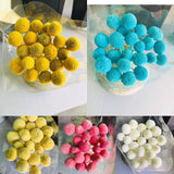 Preserved Pink ball Pom Craspedia
