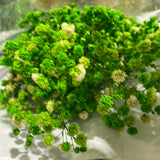 Preserved baby’s breath bunch Green