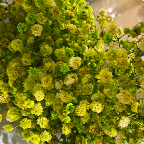 Preserved baby’s breath bunch Light green
