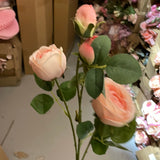 Single Stem RocoCo RANUNCULUS pink