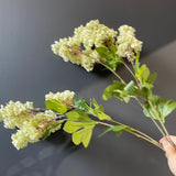 Single stem Hydrangea Light green cream Spray Single Stem 2 head