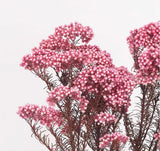Preserved pink Popcorn flower filler greenery