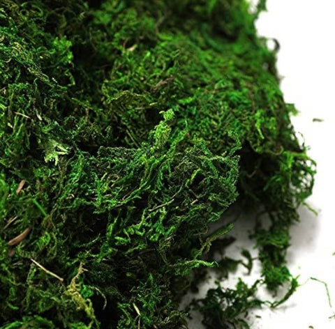 Preserved green Moss (sold in bag)