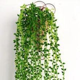String of pearl succulent Hanging Long Garland Greenery