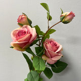 Single Stem RocoCo Rose Light Mixed Hot pink