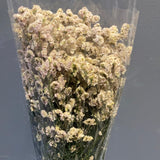 Preserved Beige Statice forget me not