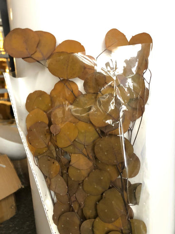 Preserved eucalyptus bunch brown silver dollar