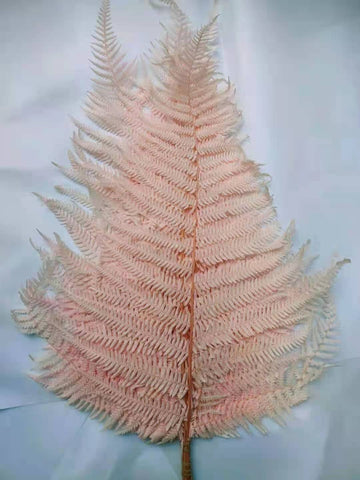 Preserved Bundle of Fern Blush Pink