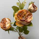 Burnt Coffee Color with burnt edge Single Stem RocoCo Austin Rose