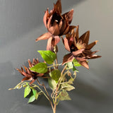 New Single Stem chocolate Clematis