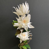 New Single Stem white Cream Clematis