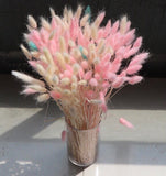 Dried Light Pink Lagurus Bunny Tail grass (bundle of 50)