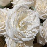 cream puffy Roses