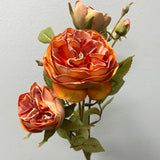 Burnt orange with burnt edge Single Stem RocoCo Austin Rose