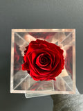 Preserved Rose in Tall Single acrylic box Red (box of 1)
