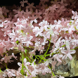 NEW Baby Pink clove spray filler pink Lilac wedding filler flower