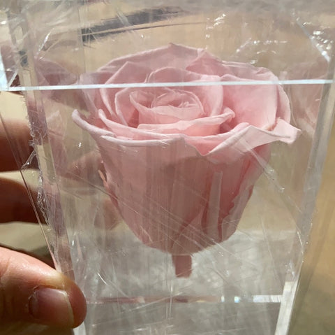 Preserved Rose in Tall Single acrylic box Light pink (box of 1)
