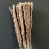 25" Brown chocolate mini pampas grass stick (M)