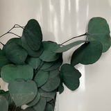 Preserved eucalyptus bunch green silver dollar