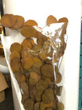 Preserved eucalyptus bunch brown silver dollar