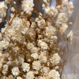 Preserved baby’s breath natural bunch champagne