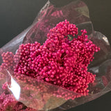 Preserved Hot Pink Popcorn flower filler greenery