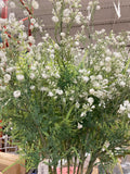 Green Leaf with White flower long stem baby breath